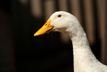 Close-up portrait of a duck on a dark background.