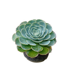 Obraz premium Isolated of Kalanchoe blossfeldiana Poellnitz. on white background.