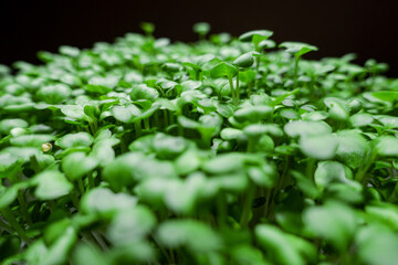 Micro Greens Mustard Sprouts on a Black Background 