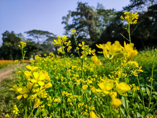 The mustard plant is a plant species in the genera Brassica and Sinapis in the family Brassicaceae....