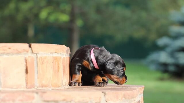 Dobermann puppy having rest on stears