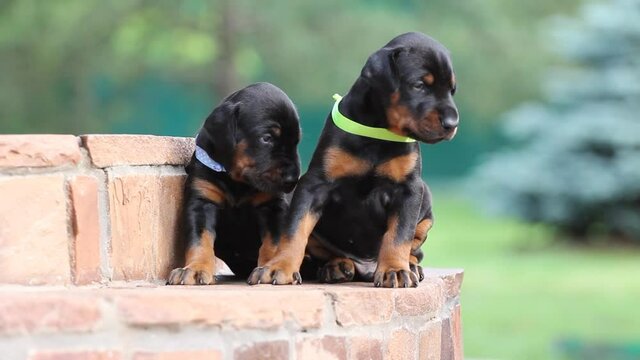 Dobermann puppy having rest on stears