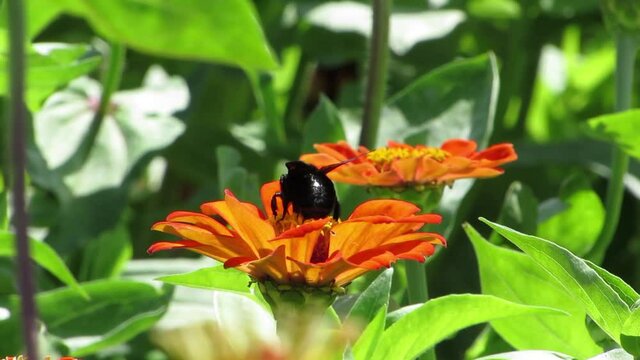 Black mamangaba on zinnia flower. Natural Pollination.