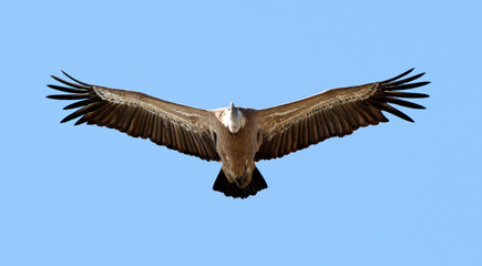 Fototapeta na wymiar Vale Gier, Griffon Vulture, Gyps fulvus