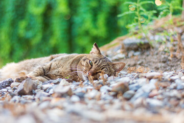 homeless cat is rest in the park.