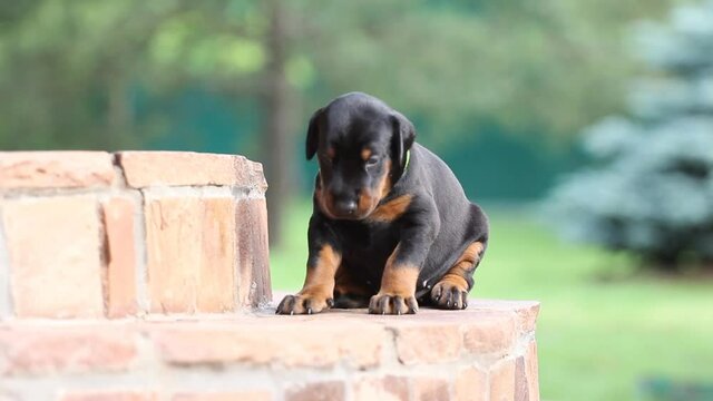 Dobermann puppy having rest on stears