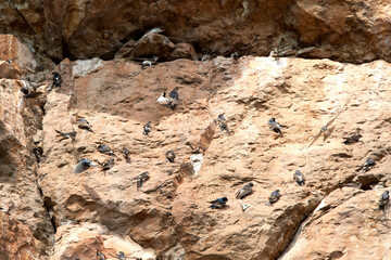 Huiszwaluw; Common House Martin; Delichon urbica