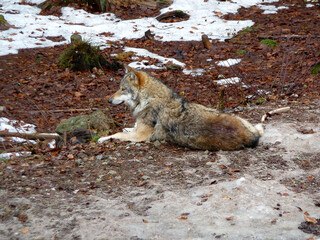 Wolf (Canis lupus) in wintertime