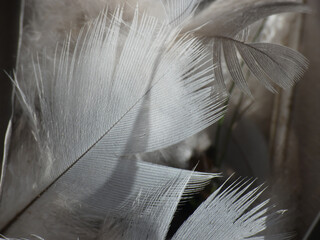 Piume