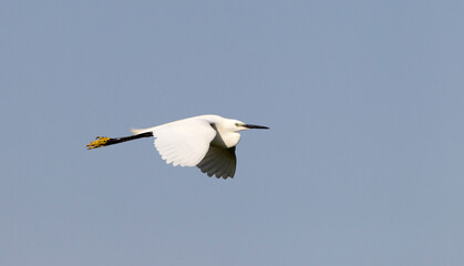 Kleine Zilverreiger; Little Egret; Egretta garzetta