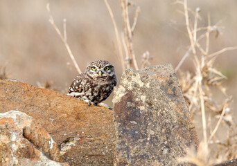 Steenuil,Little Owl, Athene noctua