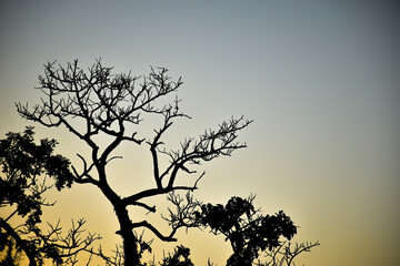 silhouette of a dry  tree in the winter.