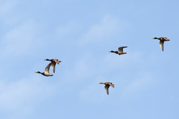 Wilde Eend, Mallard, Anas platyrhynchos