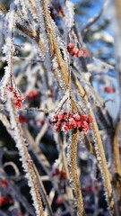 Frozen berries of viburnum on branches