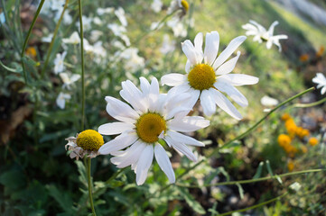 White daisies wildflowers close-up outside on a summer day,