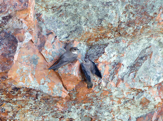 Rotszwaluw, Eurasian Crag Martin, Ptyonoprogne rupestris