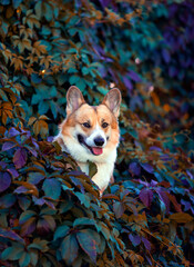 beautiful portrait with cute red dog Corgi sitting in a thicket of grapes with bright autumn leaves