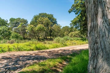 Fototapeta premium Natural green field with trees and pastures at summer sunny day