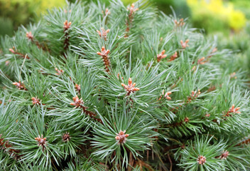 Pinus sylvestris Martham, Scots pine for the garden, selective focus, horizontal.