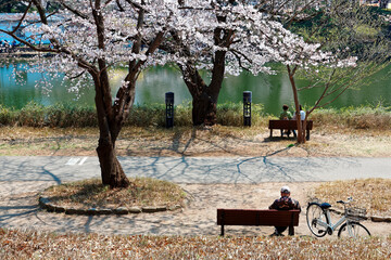 Tourists sitting on the benches and enjoying the pleasant sunshine under huge cherry blossom ( Sakura ) trees by a green lake in Omiya Park, Saitama, Japan ~Hanami  is a traditional activity in spring