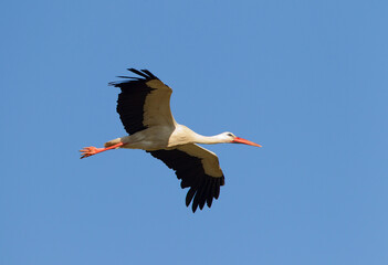 Ooievaar, White Stork, Ciconia ciconia