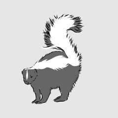 Obraz premium Skunk. Hand drawing of wildlife. Animals of North America series. style. Vector illustration art. Black and white. Isolated object of nature naturalistic sketch. skunk vector sketch illustration