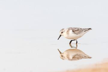 Sanderling, Calidris alba