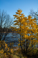 Yellow trees on the shore of the River Vuoksa, Russia