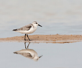 Sanderling, Calidris alba