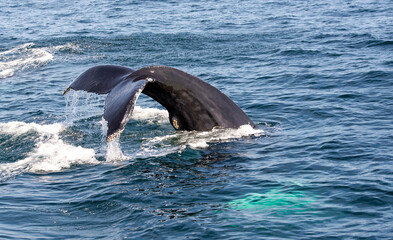 Fototapeta premium Humpback whale dives