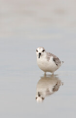 Sanderling, Calidris alba