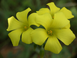 Fiore selvatico