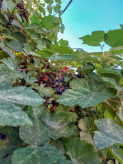 Close-up of a branch of ripe grapes with leaves under the rays of the morning sun.