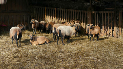 Herd of goats in Bavarian mountains, Germany