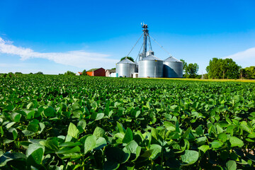 Agricultural field of soybeans with farm grain storage silos in background on a clear summer day in...