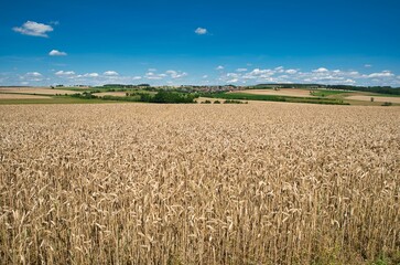Weizernfelder im Sommer 
