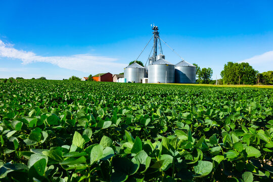Agricultural field of soybeans with farm grain storage silos in background on a clear summer day in USA.
