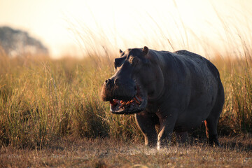 The common hippopotamus (Hippopotamus amphibius) or hippo running in the setting sun on the river. The big hippo is preparing for an aggressive attack.