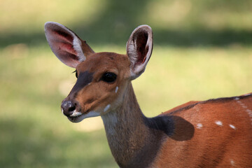 Bushbuck, the imbabala (Tragelaphus sylvaticus) female portrait. Portrait of a forest rare antelope.