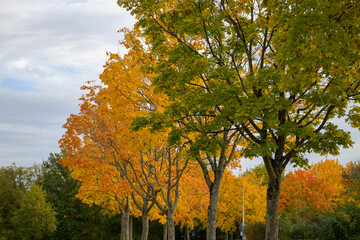 Fototapeta na wymiar Row of colorful orange autumn trees in a park
