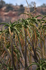 Fototapeta premium plants in the wind