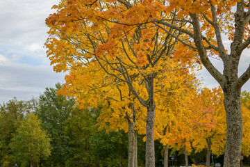 Row of colorful orange autumn trees in a park