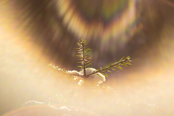 Small Christmas tree in the forest in winter close-up. The sun's rays shine brightly. A bright frosty day. Soft focus.