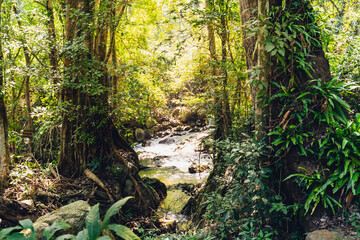 The image landscapse of a river and stream flowing through the rocks in the rich natural forest.