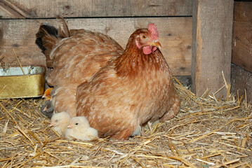 Hen with chickens on the nest in the barn.