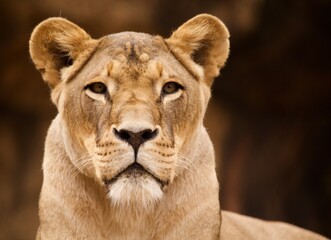 Lion Queen 3