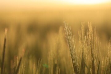 Obraz premium Feld , Getreide