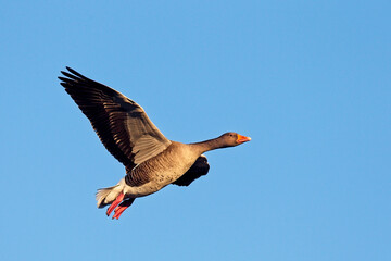 Fototapeta premium Greylag Geese (Anser anser), in flight, Gloucestershire, England, UK.