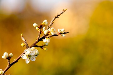 Blütentraum Frühlingszauber 