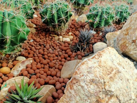 Selective focus of prinkly Golden barrel cactus or Echinocactus grusonii Hildm. with rocks and gravels.